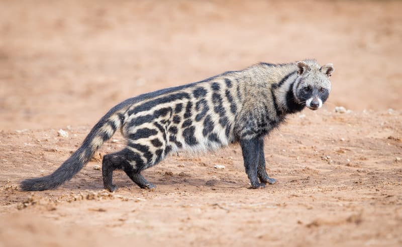 Civet Curiosity: What is a Civet and Why Interest is Soaring