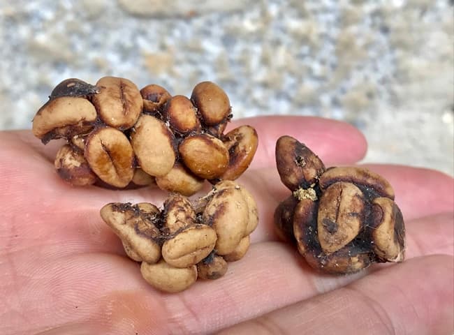 Discover the Art of Coffee Excellence with Premium Weasel Brew