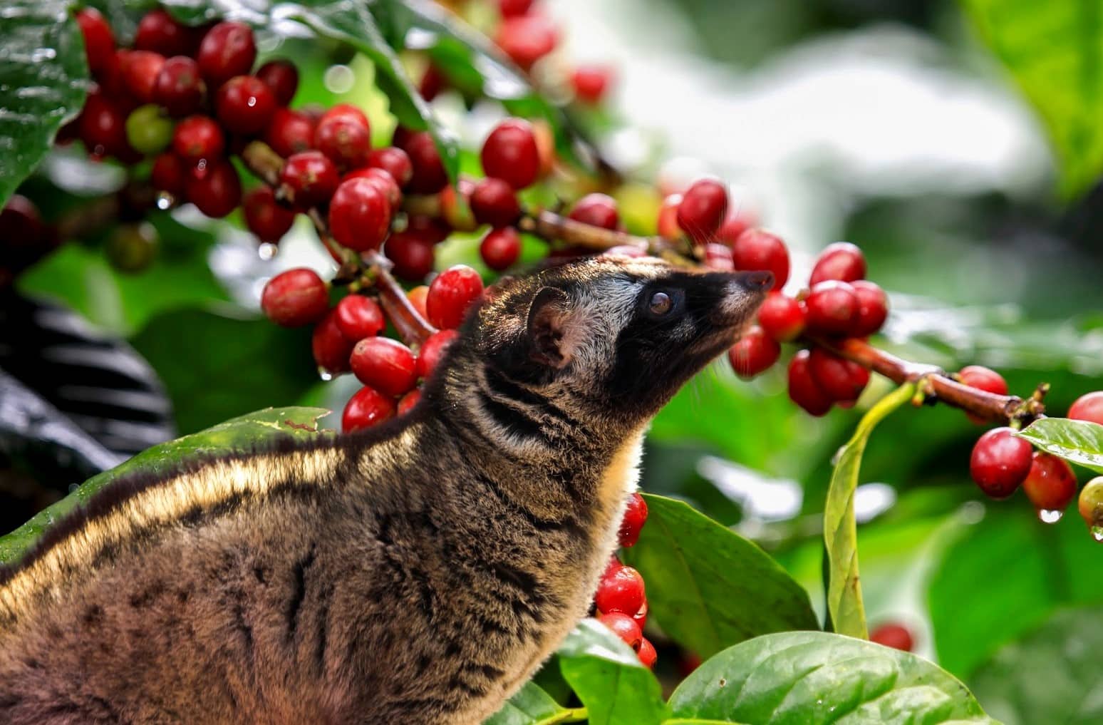 Discover the Richness of Premium Vietnamese Weasel Coffee for a Bold Morning Kick