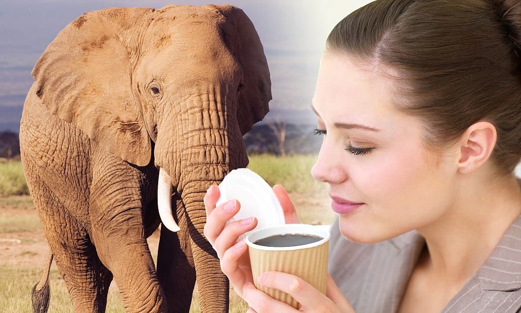 Elephant Poop Coffee: The Surprising Brew from Elephant Waste