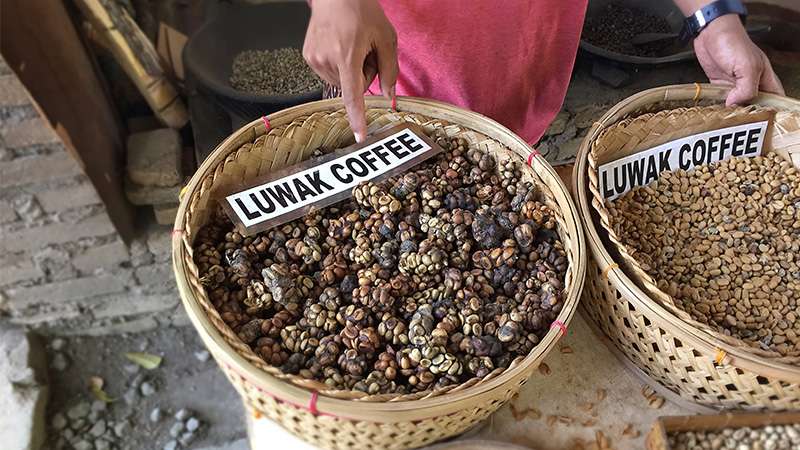 How Is Luwak Coffee Made: The Art Behind the Brew